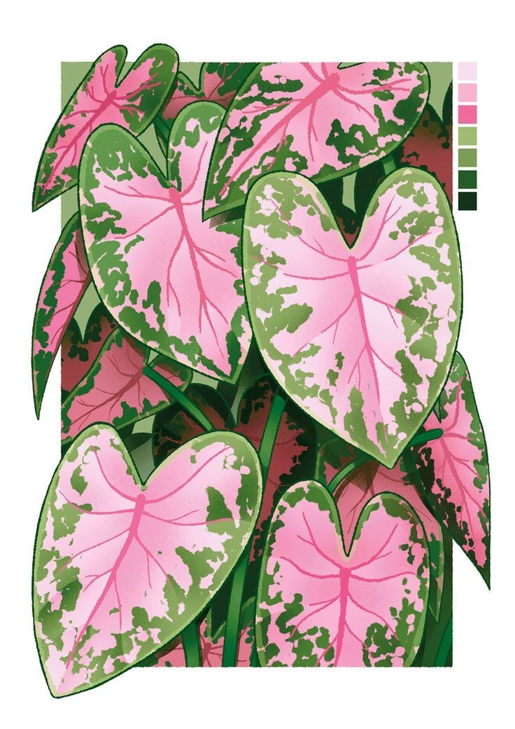 Caladium-pink-leaves-painting-ideas-easy-things-to-paint