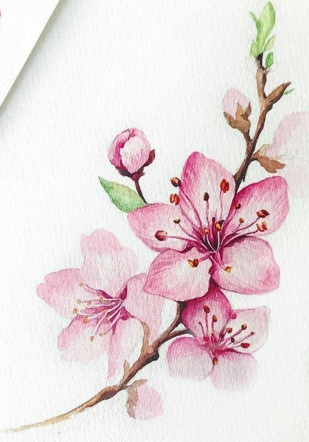 pink-cherry-blossom-flowers-watercolor-painting-ideas-easy-art-of-beginners